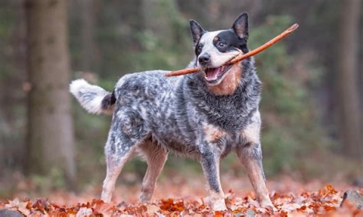 Are Blue Heelers tough?