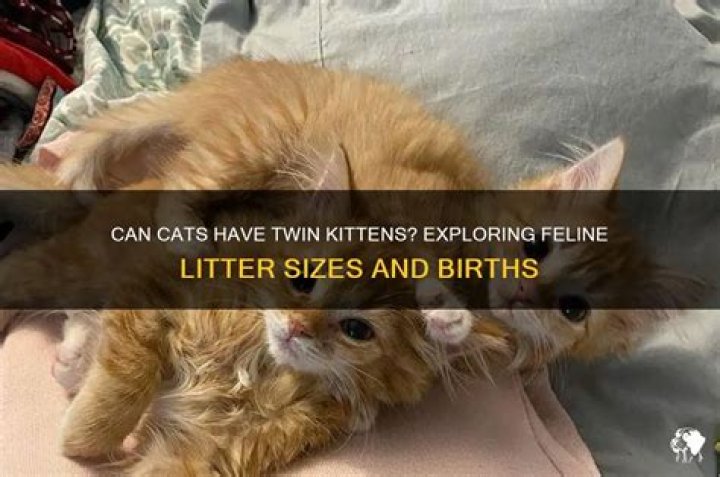 Are cats born in the same litter twins?
