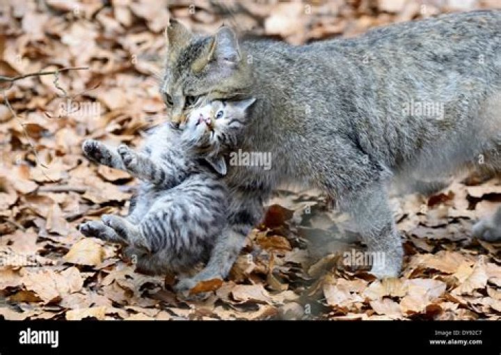 Are cats predators or prey?