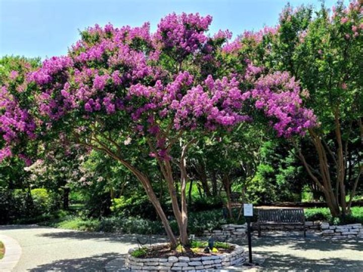 Are crape myrtle perennials? | ContextResponse.com