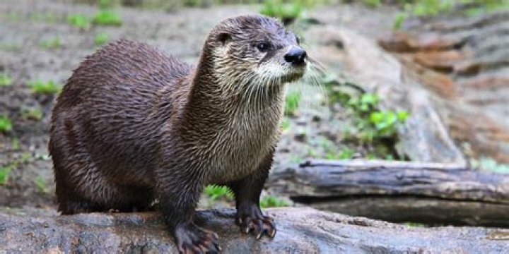 Are otters protected in Scotland?