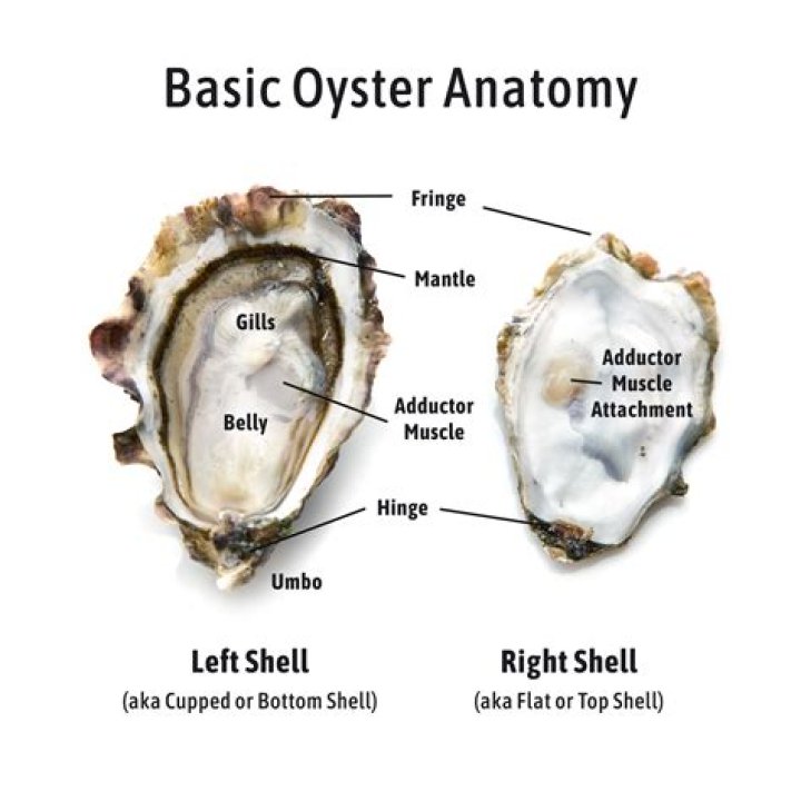 Are oysters considered an animal?