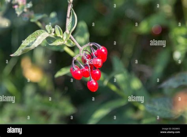 Are red nightshade berries poisonous?