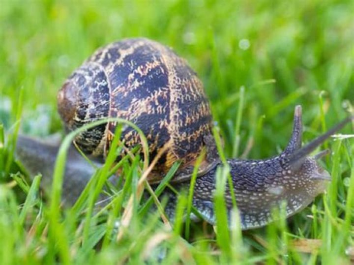Are snails good for your garden?