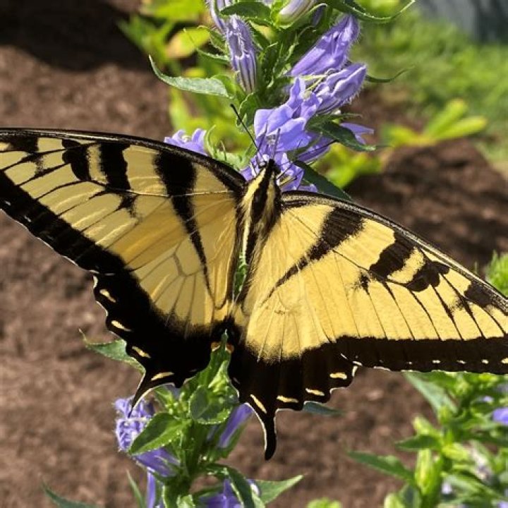 Are there butterflies in the safari?