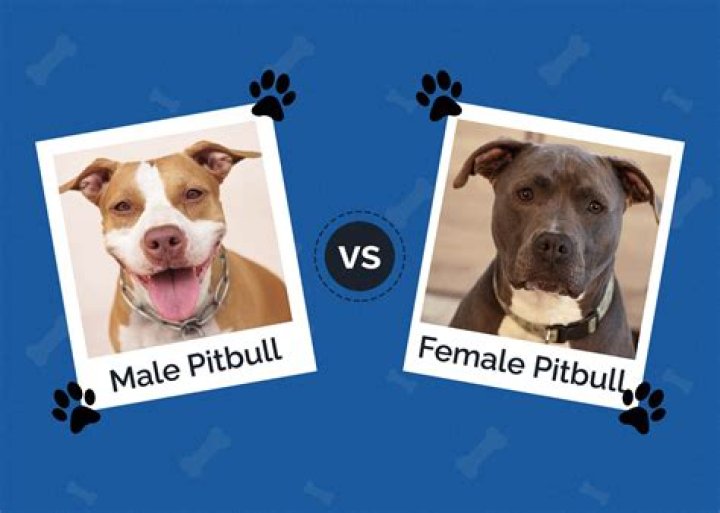 Can a male Chihuahua get a female pitbull pregnant?