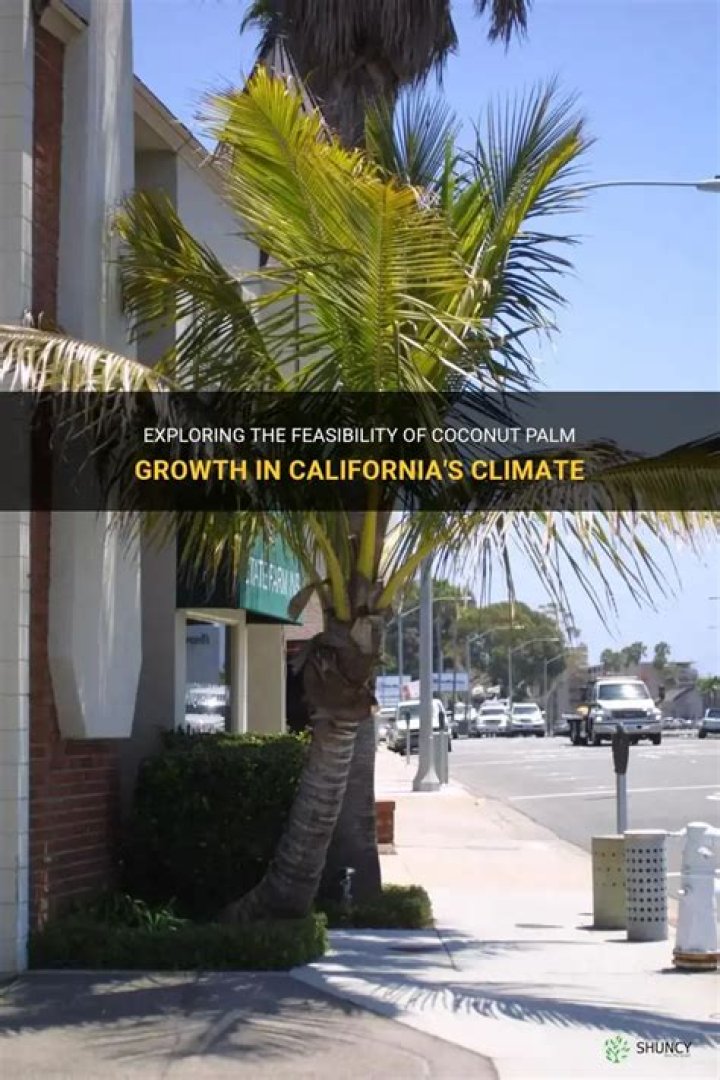 Can coconut palms grow in California?