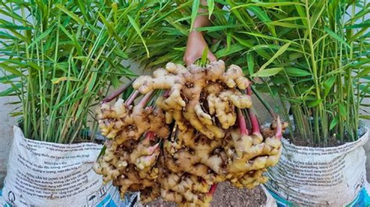 Can ginger be grown in Zone 5?