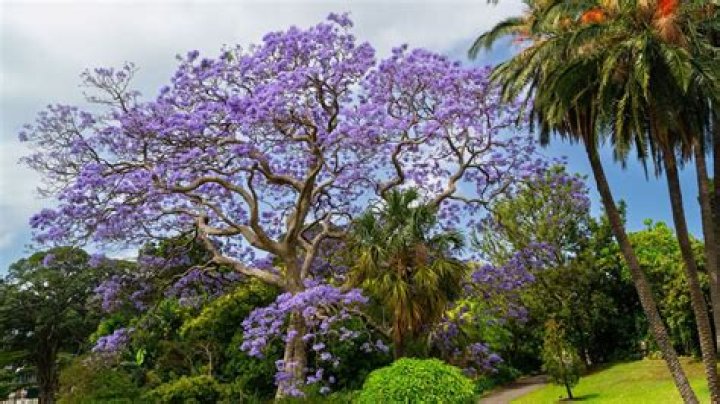 Can I plant a jacaranda tree in South Africa?