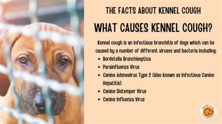 Can kennel cough be passed to cats?