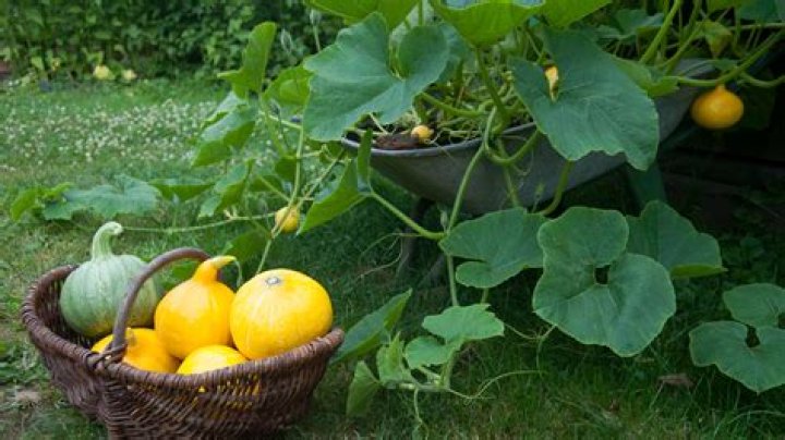 Can pumpkin grow in pots?