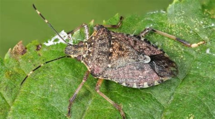 Can Stink bugs be exterminated?