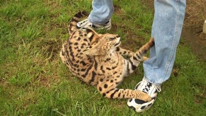 Can Wildcats be tamed?