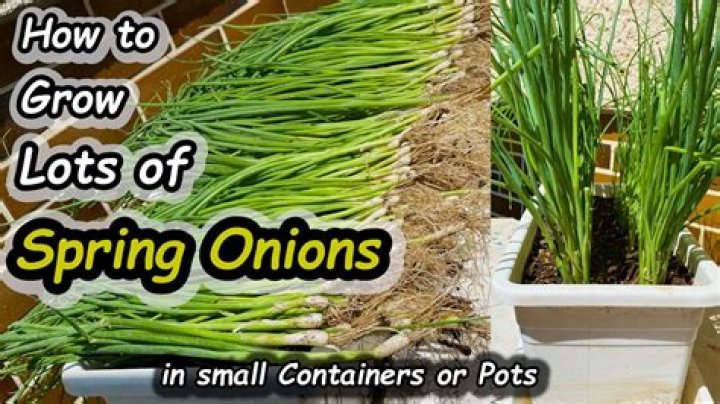 Can you grow spring onions in pots?