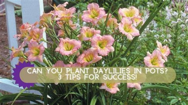 Can you plant daylilies in winter?
