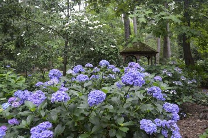 Can you plant hydrangeas under pine trees?