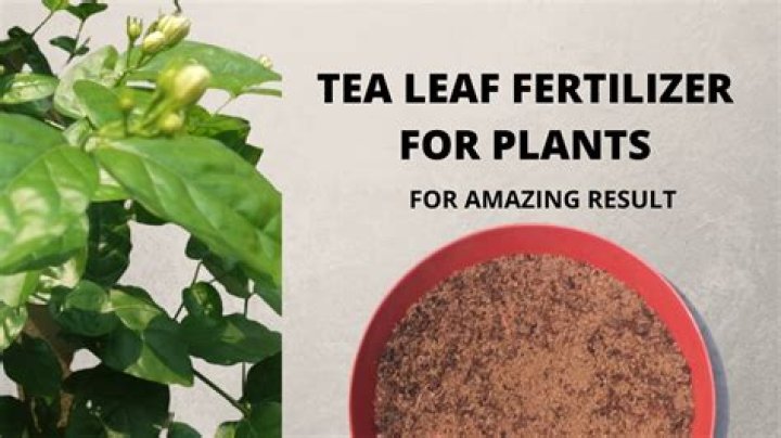 Can you use tea leaves as fertilizer?