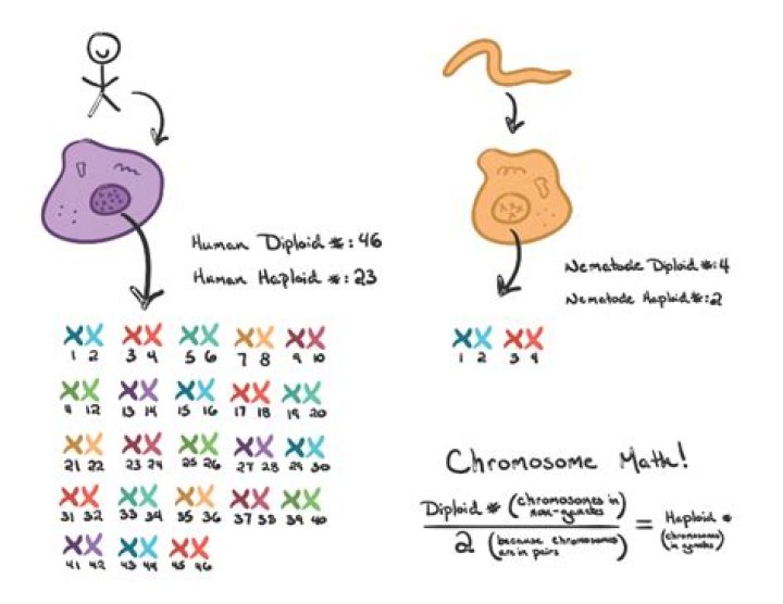 Do all dogs have the same number of chromosomes?