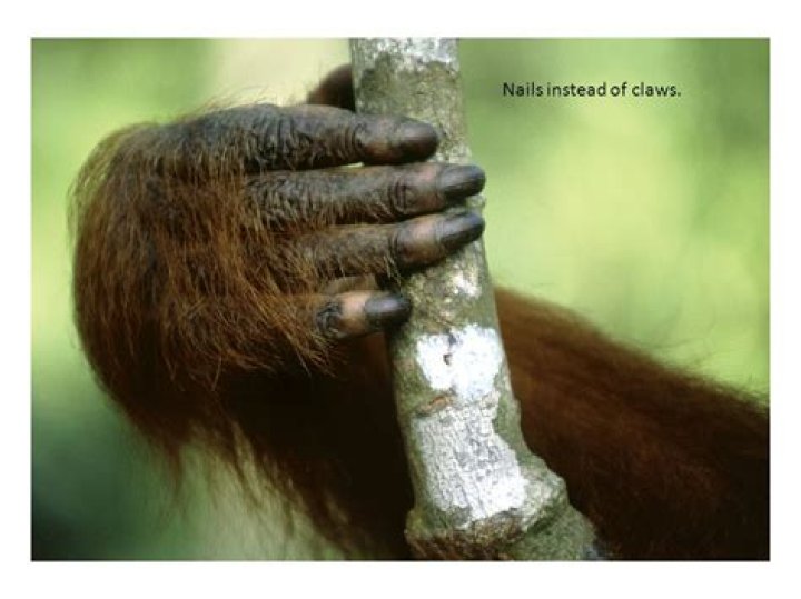 Do all primates have nails?