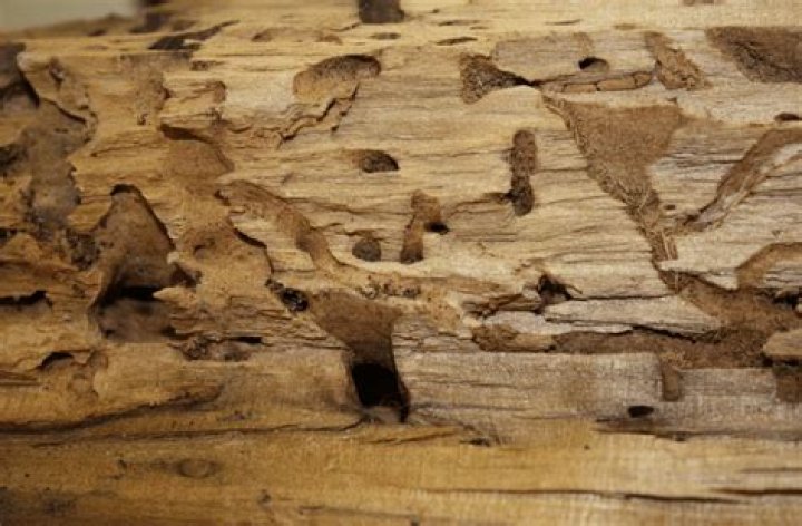 Do ants eat pressure treated wood?
