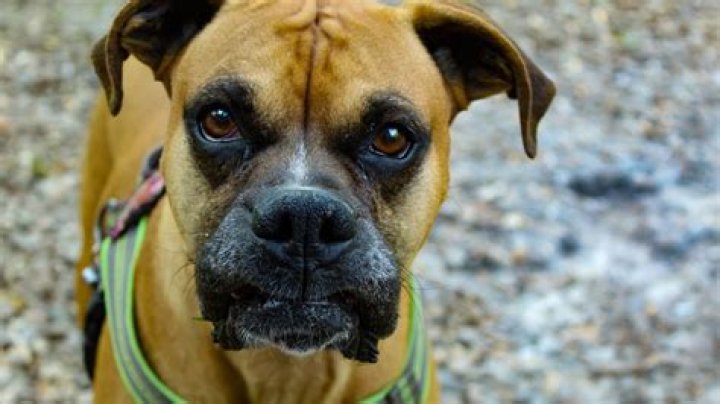 Do boxers get bruises?