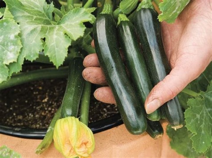 Do courgettes grow back every year?