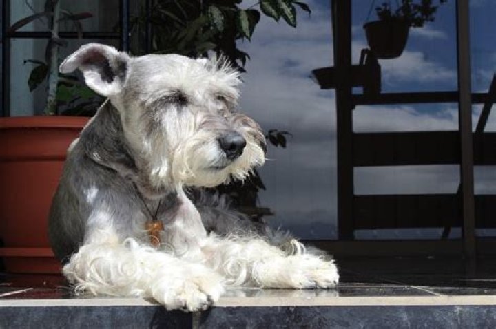 Do dogs need alone time?