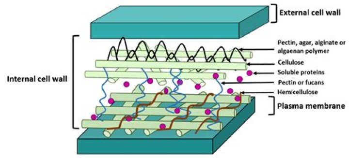 Do green algae have cell walls?