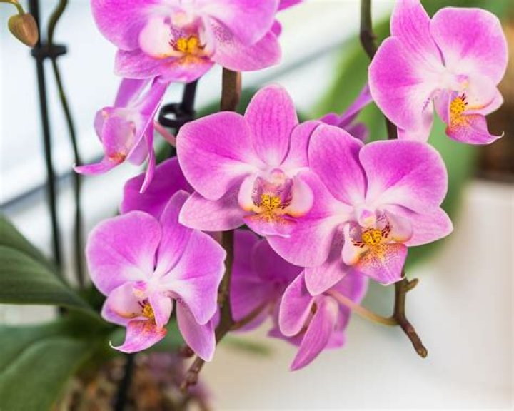 Do ice cubes kill orchids?