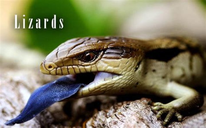 Do lizards have bladders?