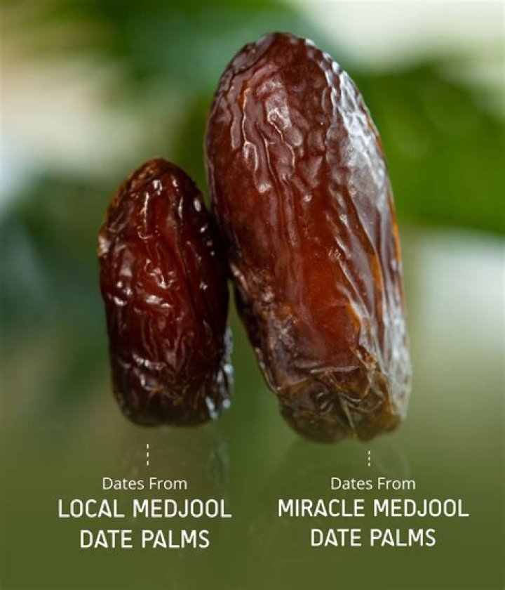 Do Medjool dates grow in Florida?