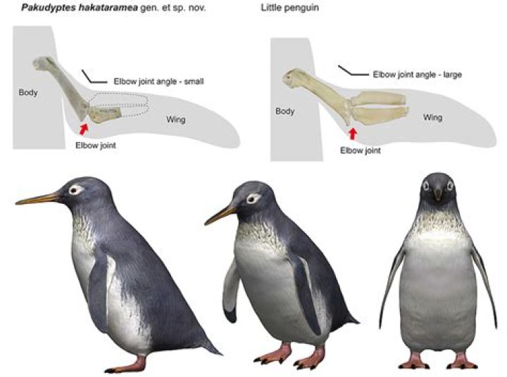 Do penguins have elbows?