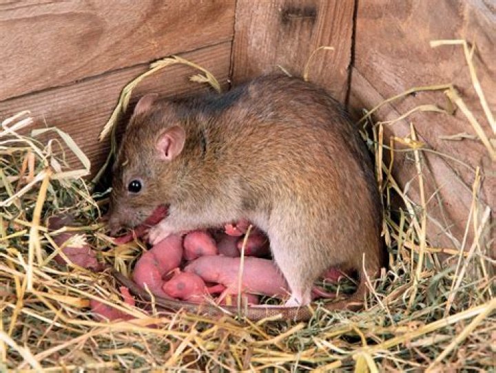 Do rats come out in the rain?