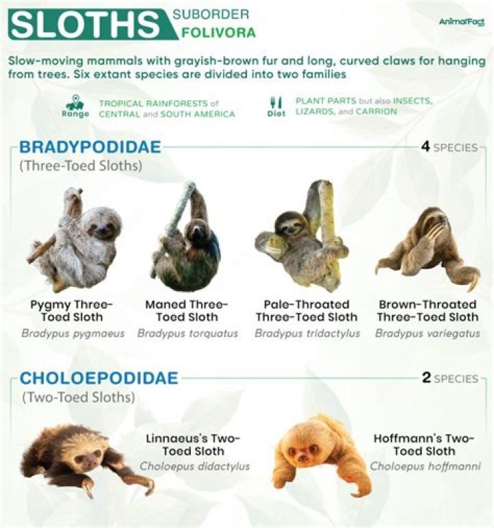 Do sloths eat eucalyptus?