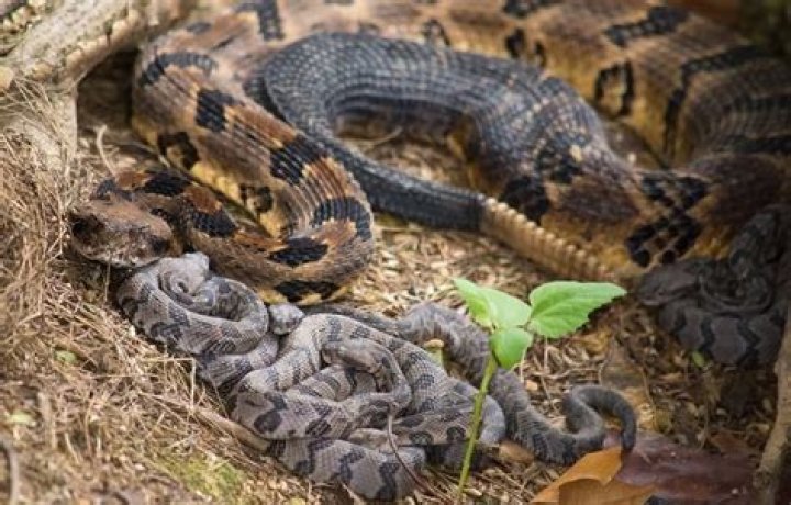 Do snakes nurse their babies milk?