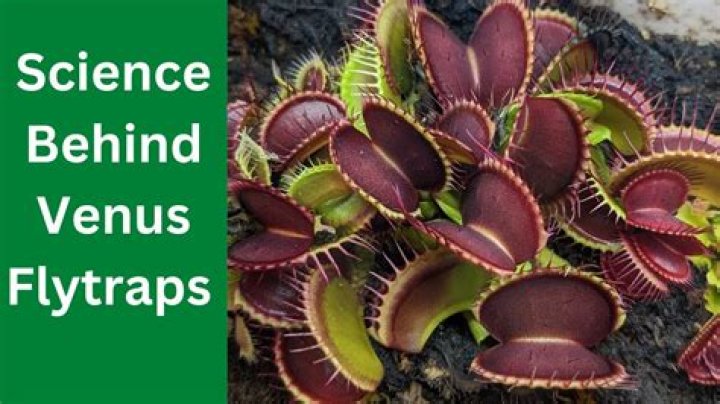 Do Venus flytraps die if you touch them?