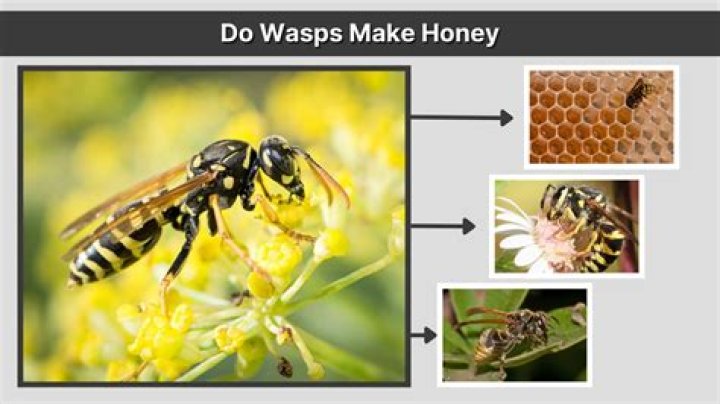Do wasps make cocoons? | ContextResponse.com