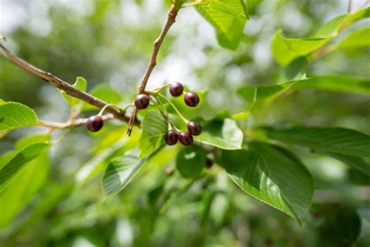 Do Yoshino cherry trees produce fruit?