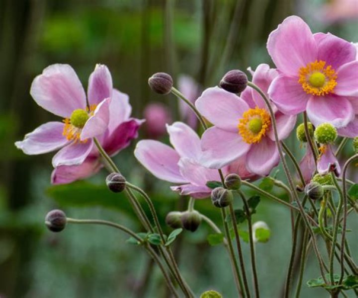 Do you cut back Japanese anemones?
