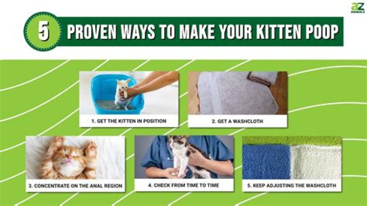 Do you have to stimulate a kitten to poop?