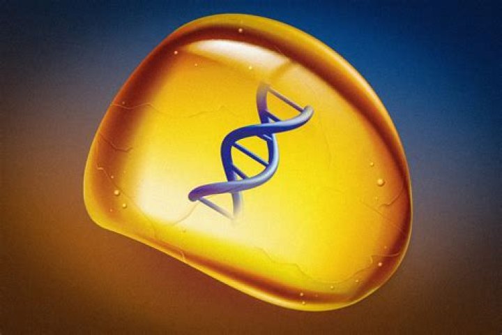 Does Amber preserve DNA?