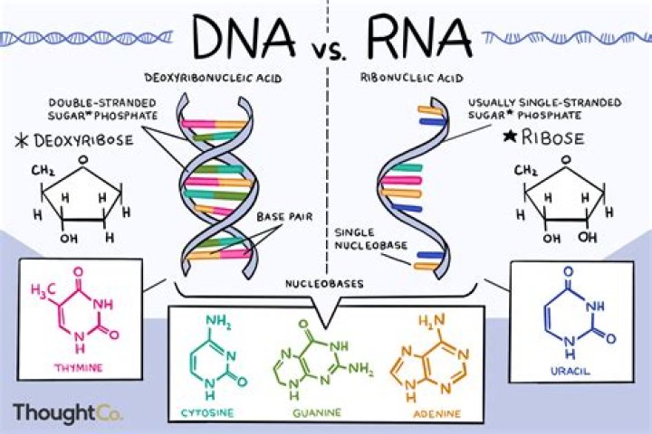 Does DNA and RNA have nucleotides?