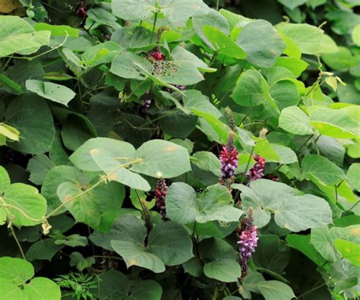 Does kudzu grow in Pennsylvania?