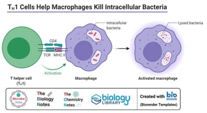 Does zinc oxide kill bacteria?