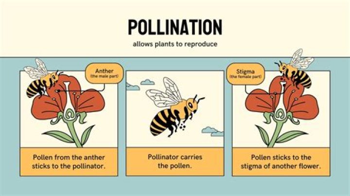 How are angiosperms pollinated? | ContextResponse.com