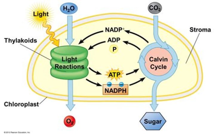 How are ATP and Nadph produced in light reactions?