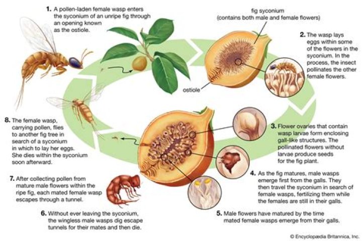 How are figs made?