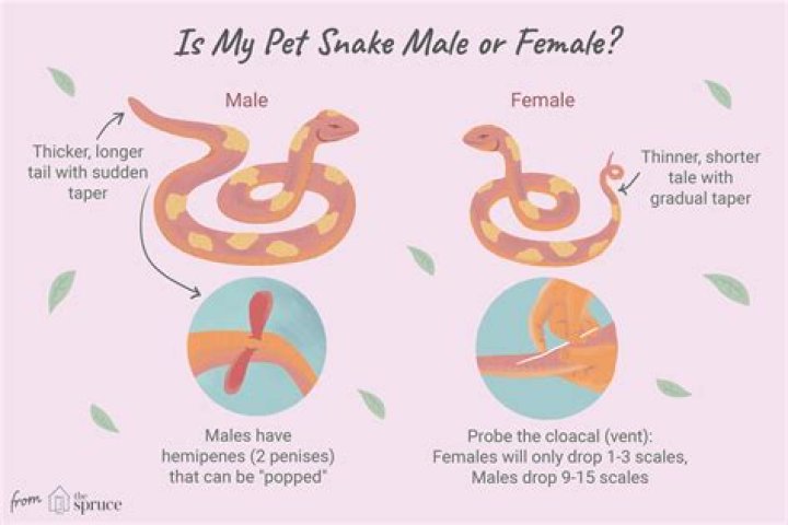 How can you tell if a corn snake is a male or female?