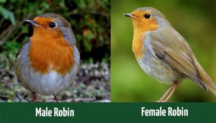 How can you tell the gender of a Robin?