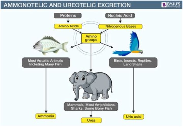 How do crustaceans excrete?